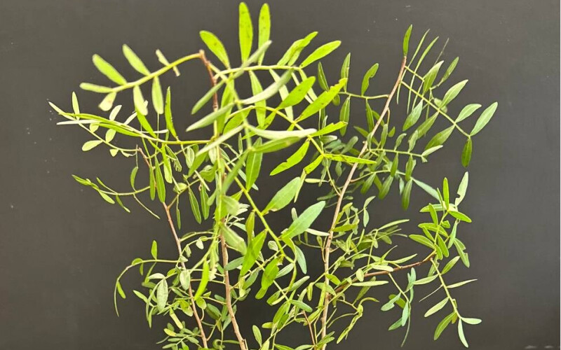 Зелень «Фисташка»