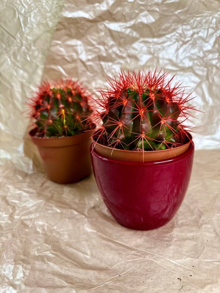 Эхинокактус