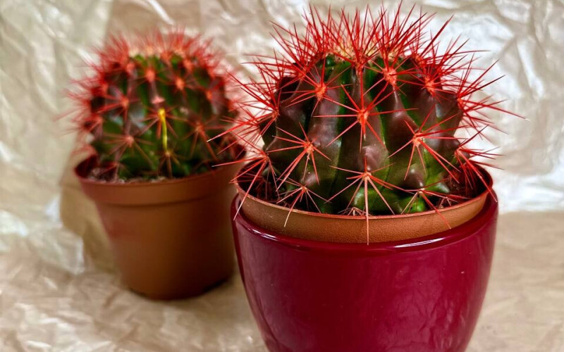 Эхинокактус