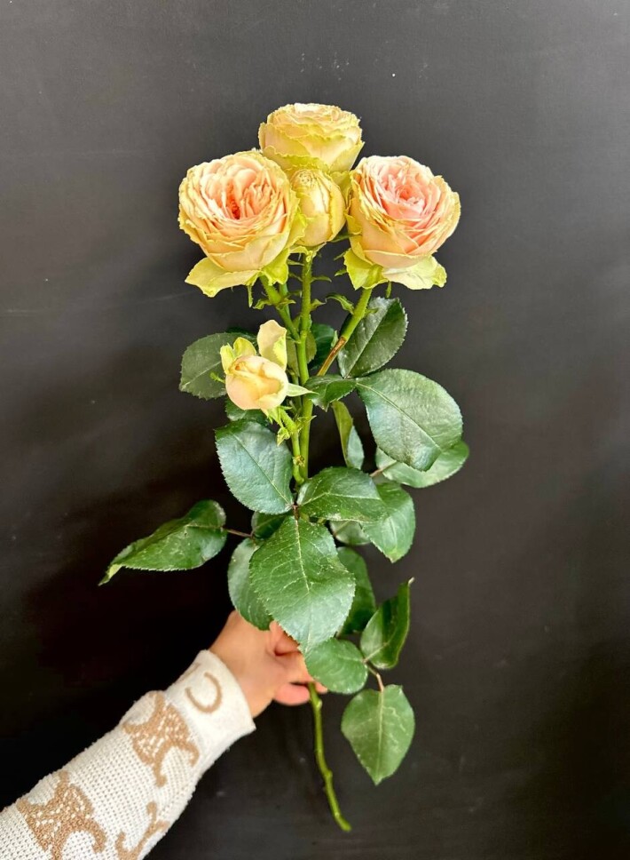 Кустовая сортовая роза