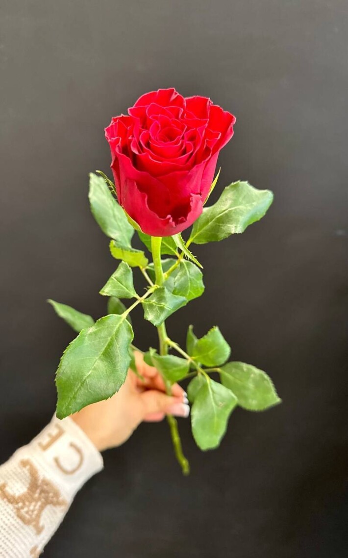 Роза «Родос» Кения