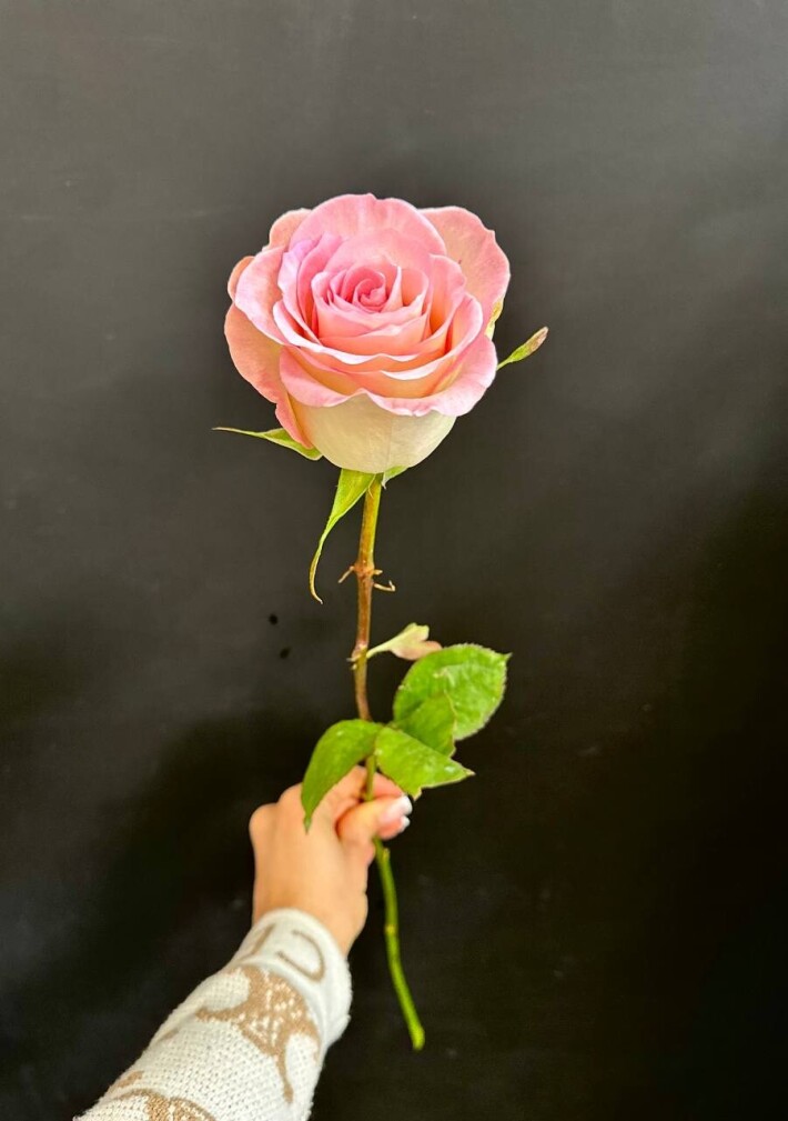 Роза розовая «Эквадор»