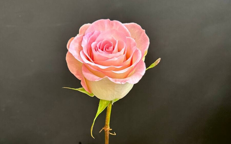 Роза розовая «Эквадор»