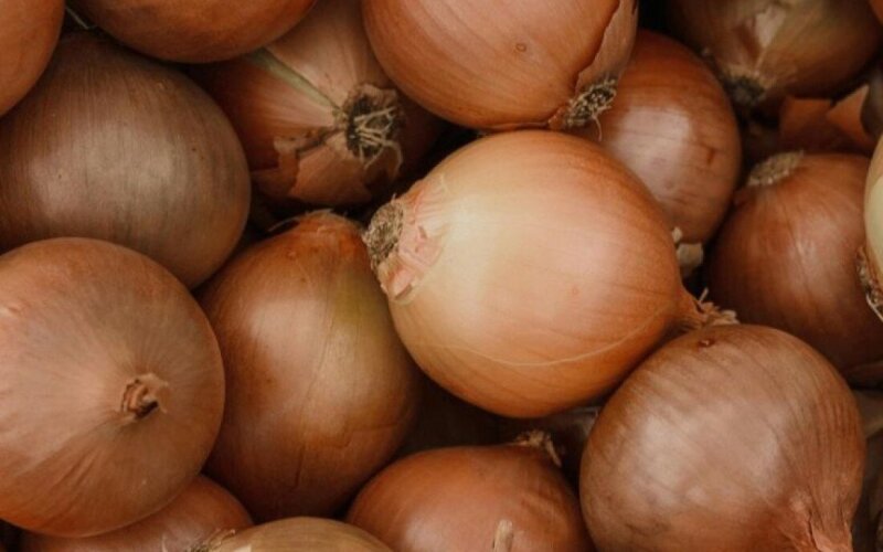 Лук репчатый