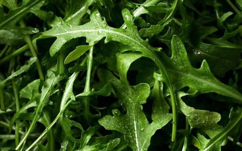 Рукола в упаковке