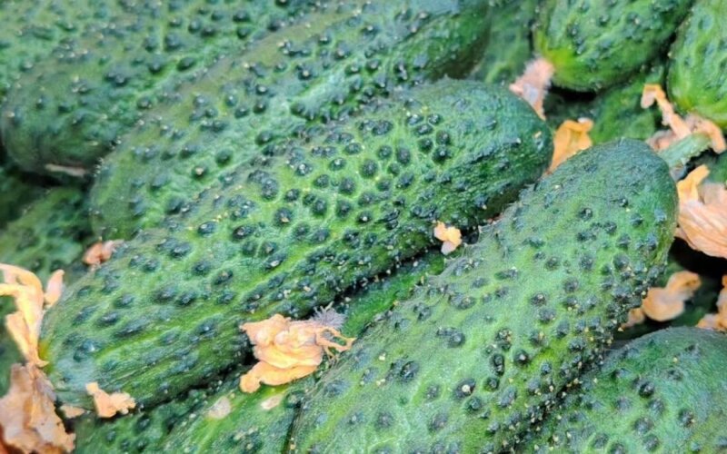 Огурец грунт