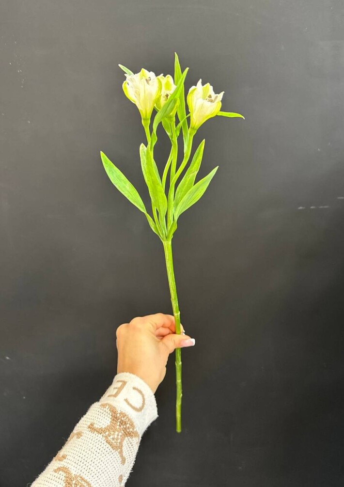 Альстромерия белая