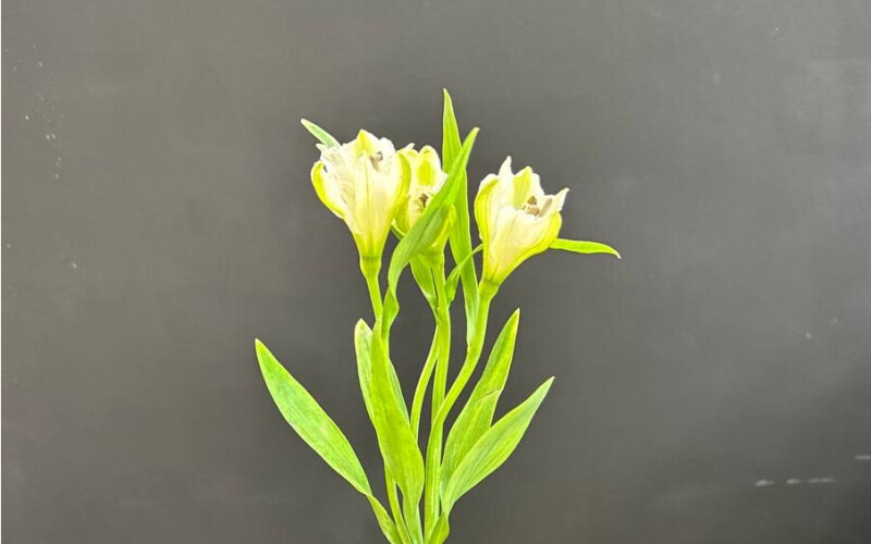 Альстромерия белая