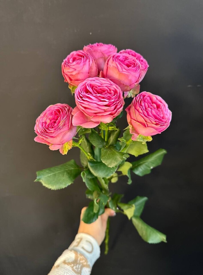 Кустовая роза «Жизель»