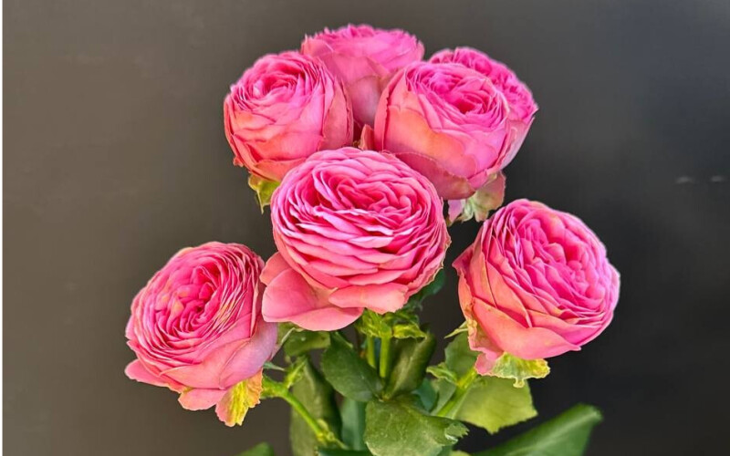 Кустовая роза «Жизель»