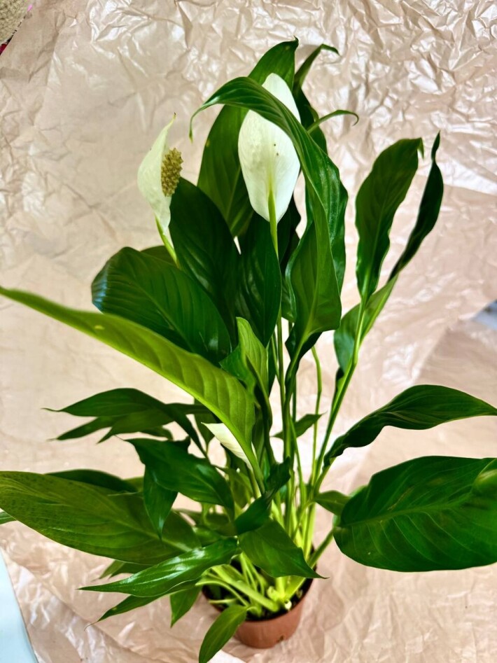 Спацифилум