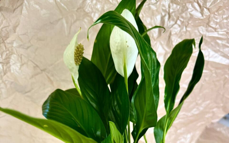 Спацифилум