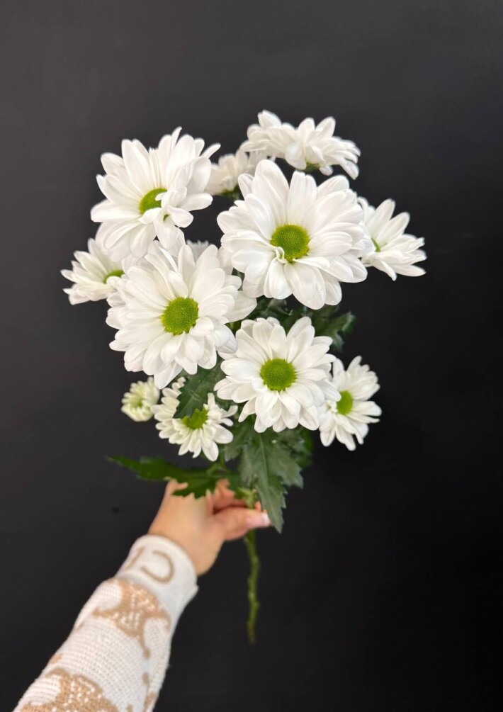 Хризантема ромашковая белая