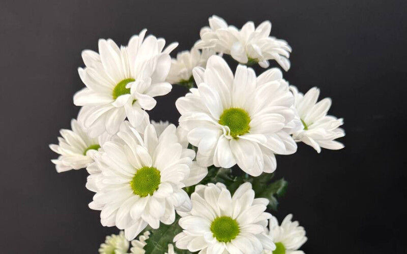 Хризантема ромашковая белая