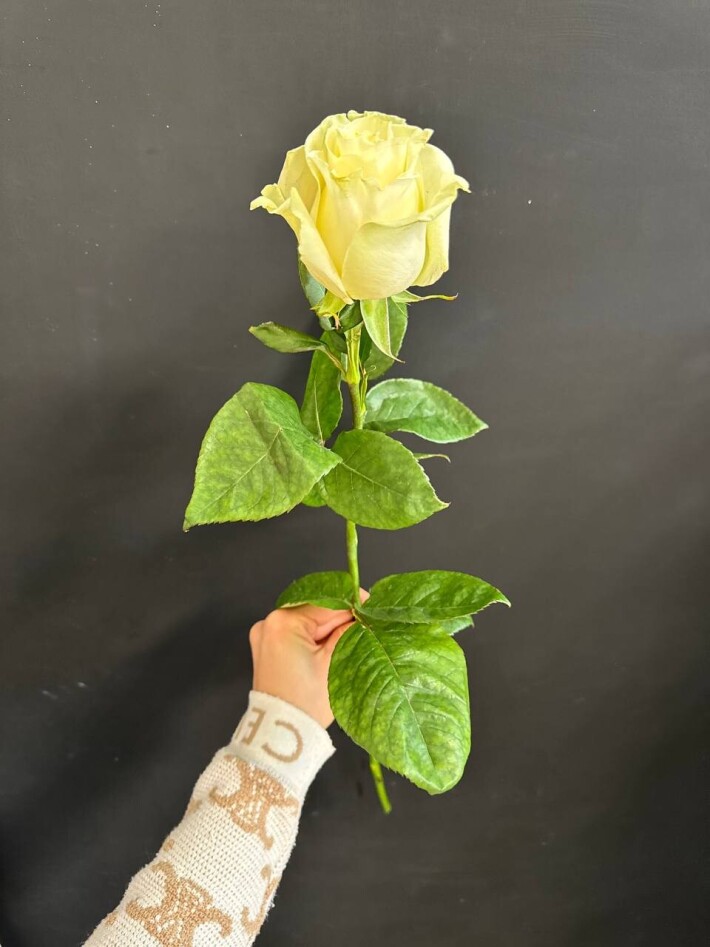 Роза «Мондиаль» белая