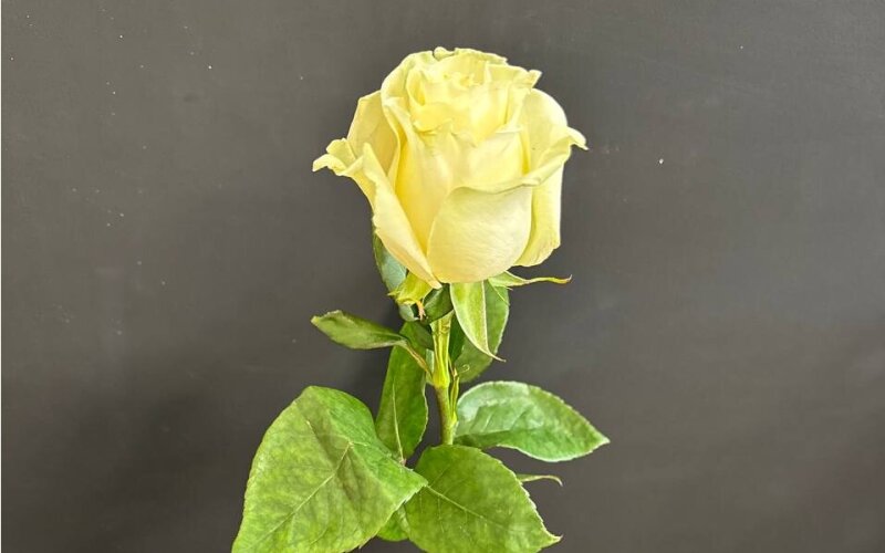 Роза «Мондиаль» белая