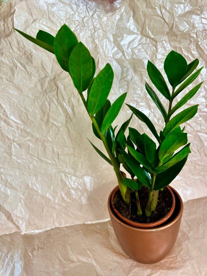 Замиокулькас