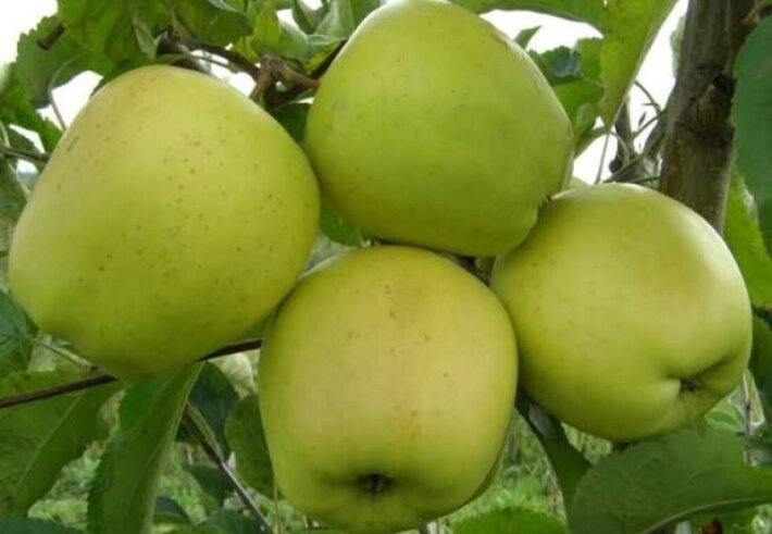 Яблоко «Голден»