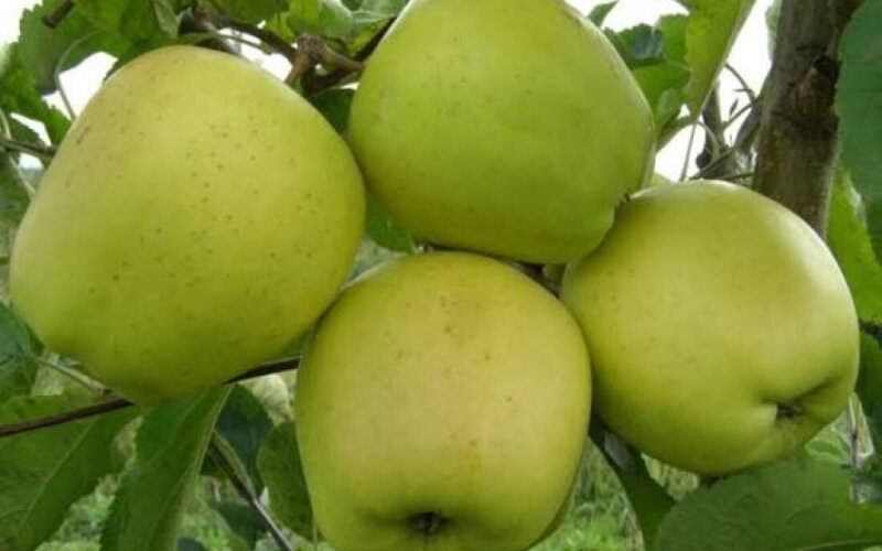 Яблоко «Голден»