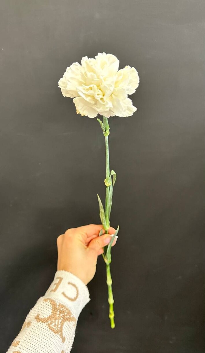 Диантус белый