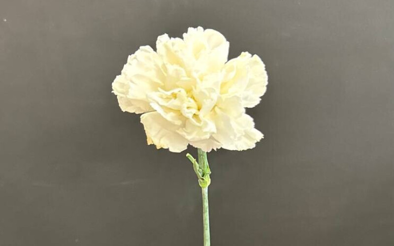 Диантус белый