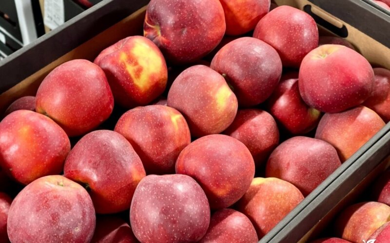 Яблоко «Принц»