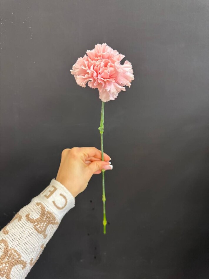 Диантус розовый