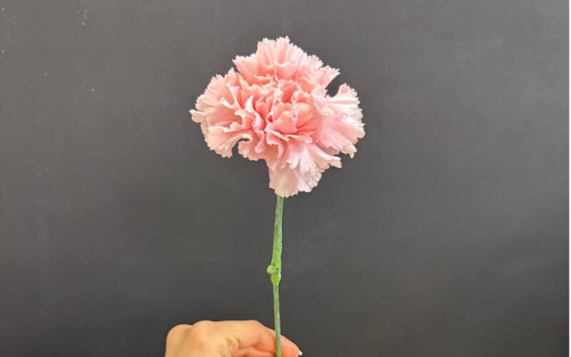 Диантус розовый