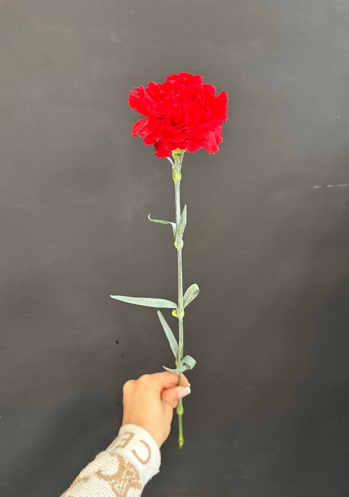 Диантус красный