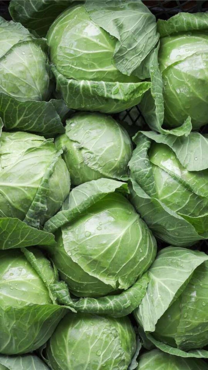 Капуста белокочанная