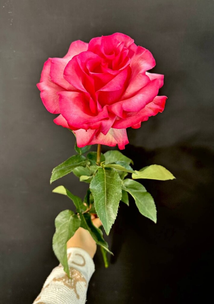 Французская роза «Лола»