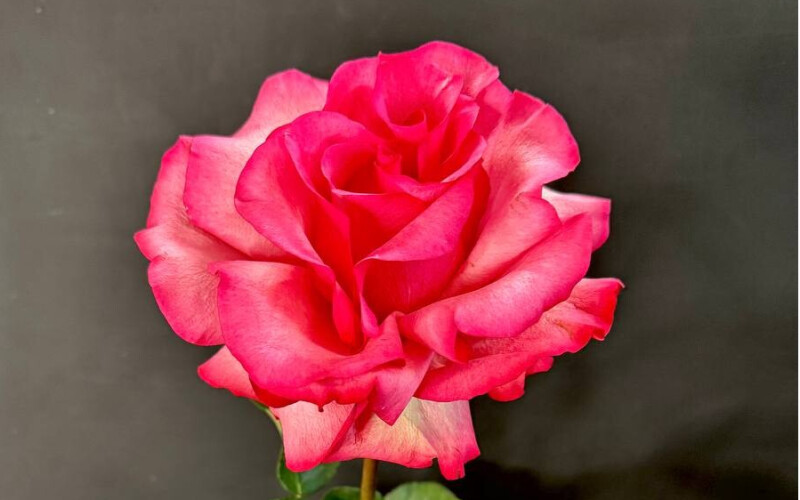 Французская роза «Лола»