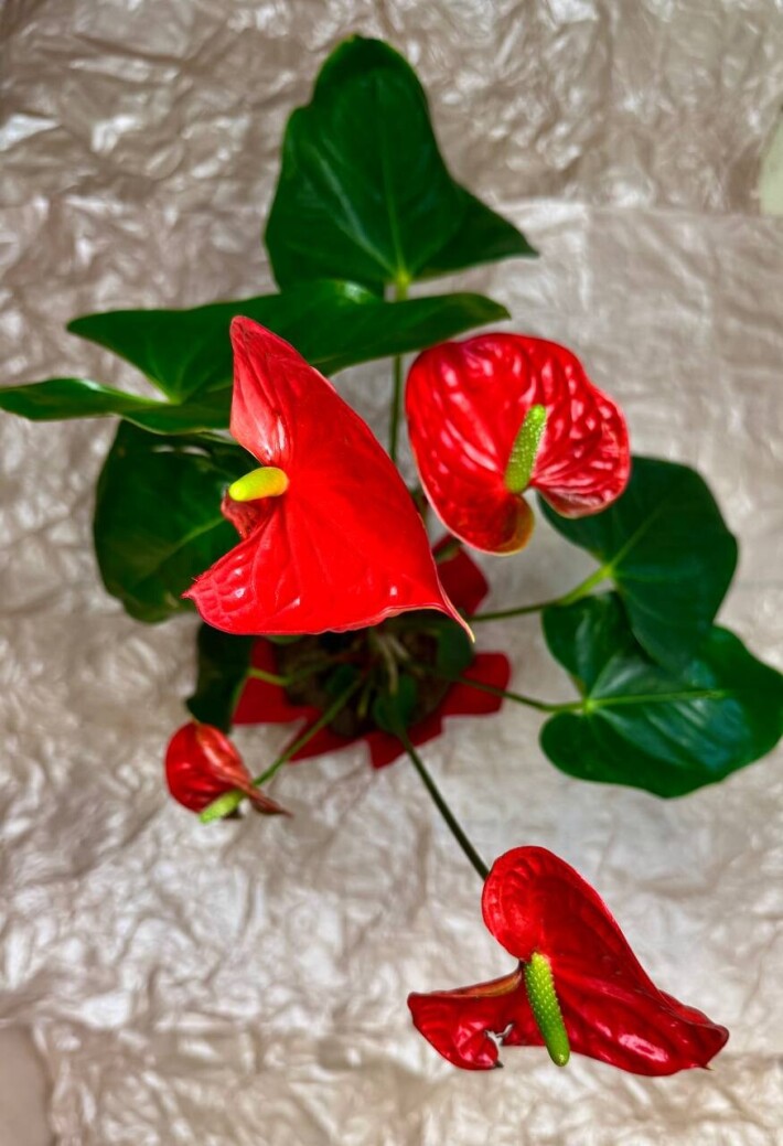 Антуриум красный