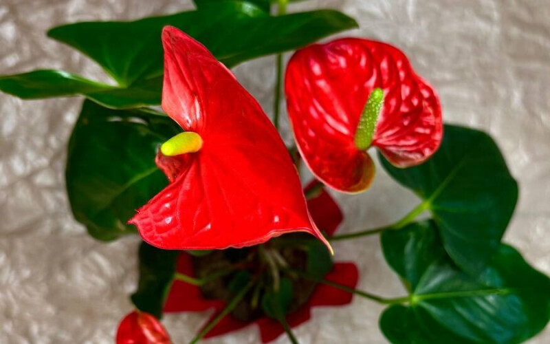 Антуриум красный