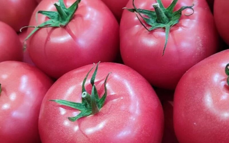 Томат розовый