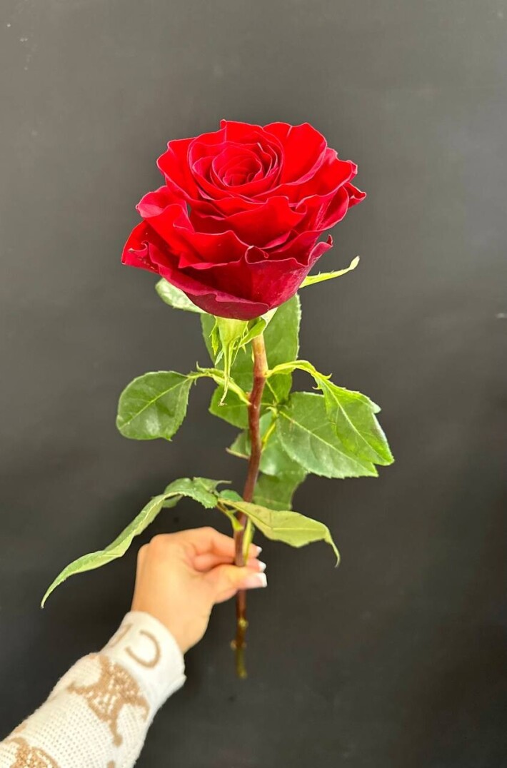 Роза красная «Эквадор»