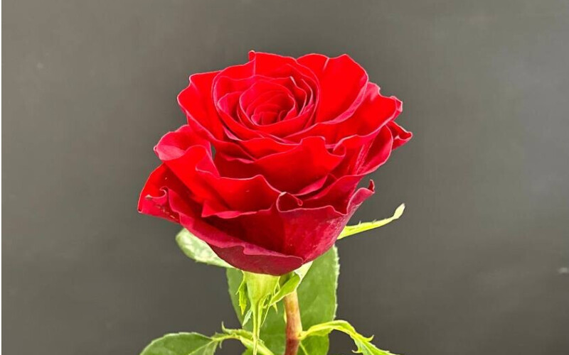 Роза красная «Эквадор»