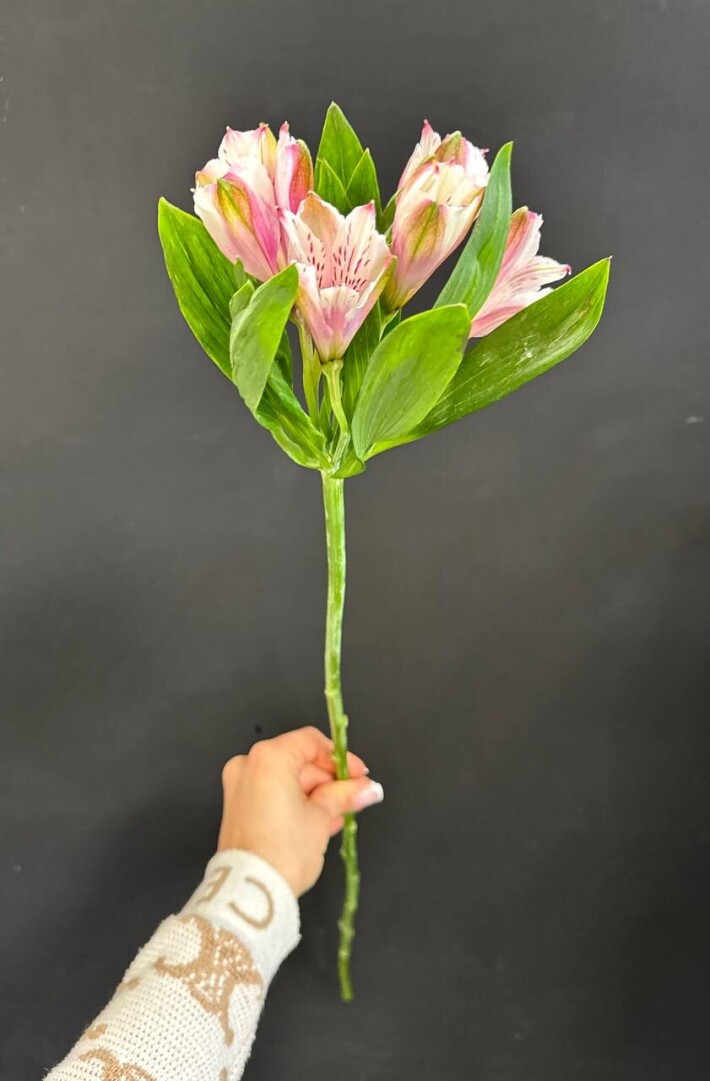 Альстромерия розовая