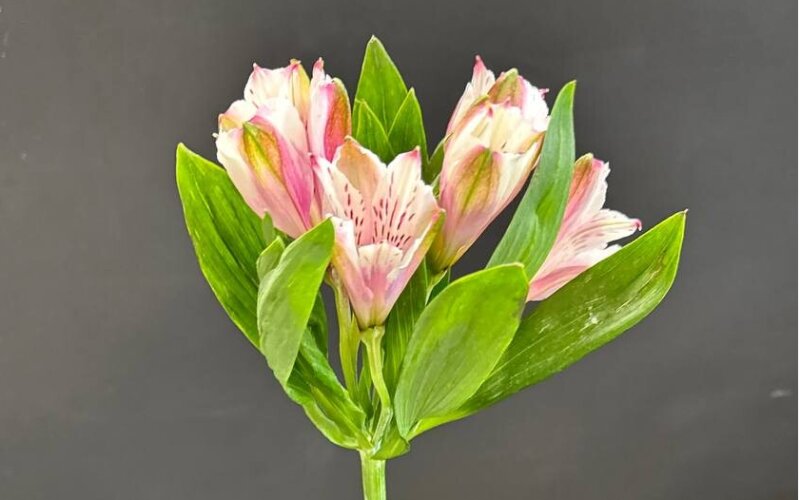 Альстромерия розовая