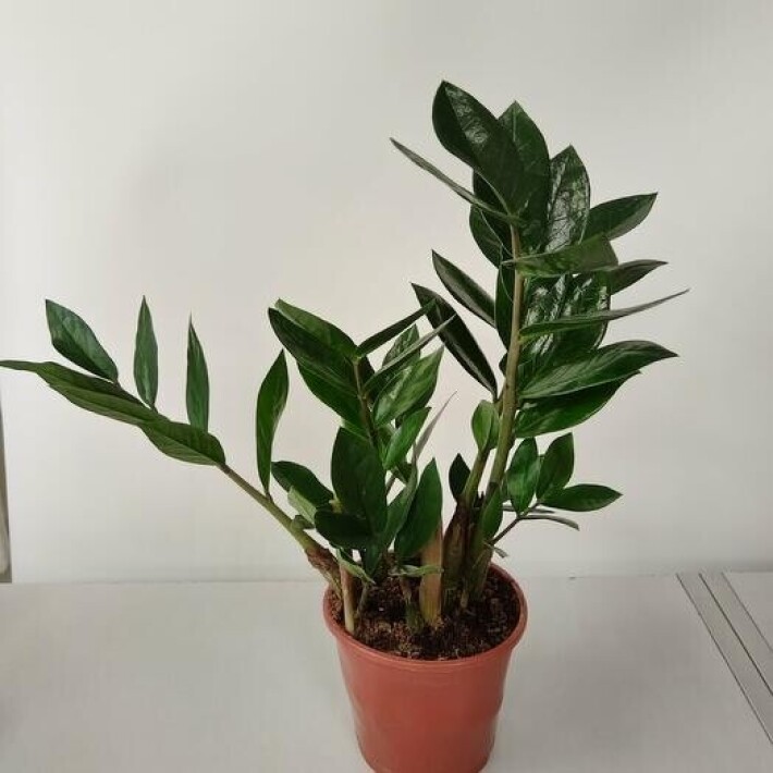 Зомиакулькас