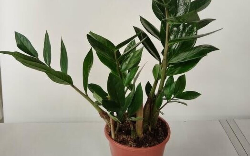 Зомиакулькас