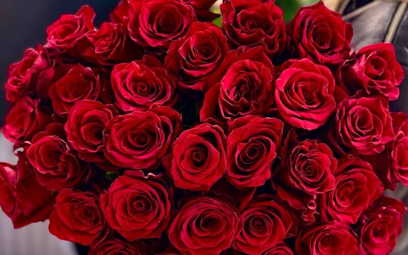 Букет из 35 красных роз «Эквадор»