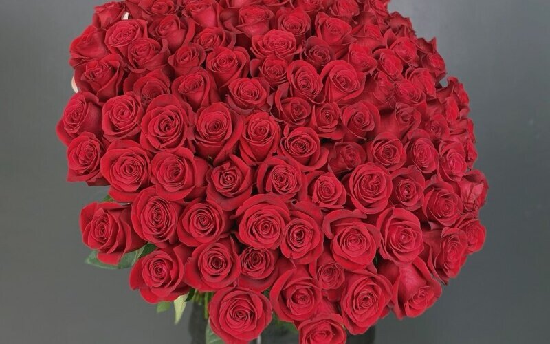 101 премиальная роза «Фридом»