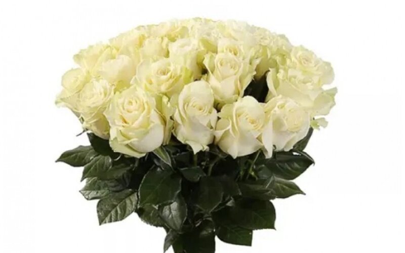 21 премиальная роза «Мондиаль»