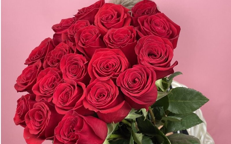 21 премиальная роза «Фридом»