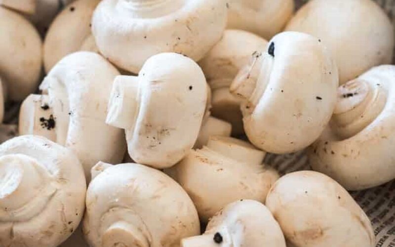 Грибы шампиньоны