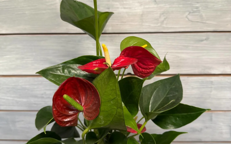 Антуриум Red