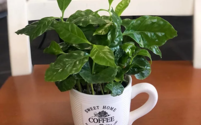 Кофе в кружке