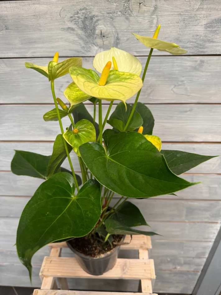 Антуриум Vanilla