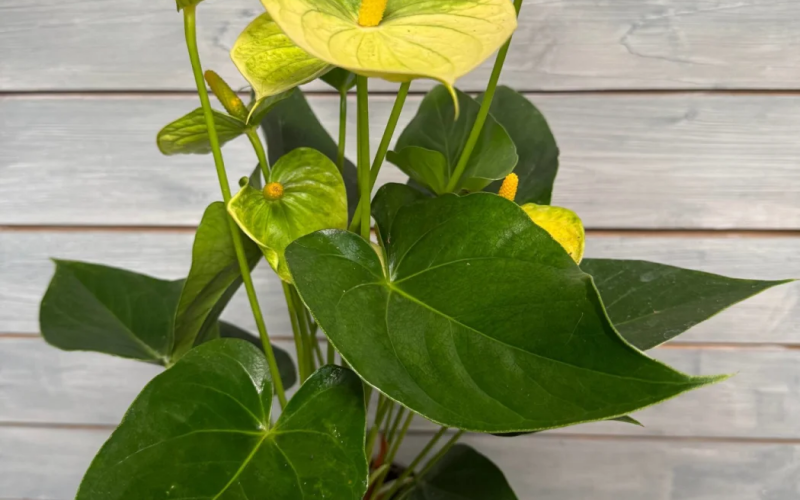 Антуриум Vanilla